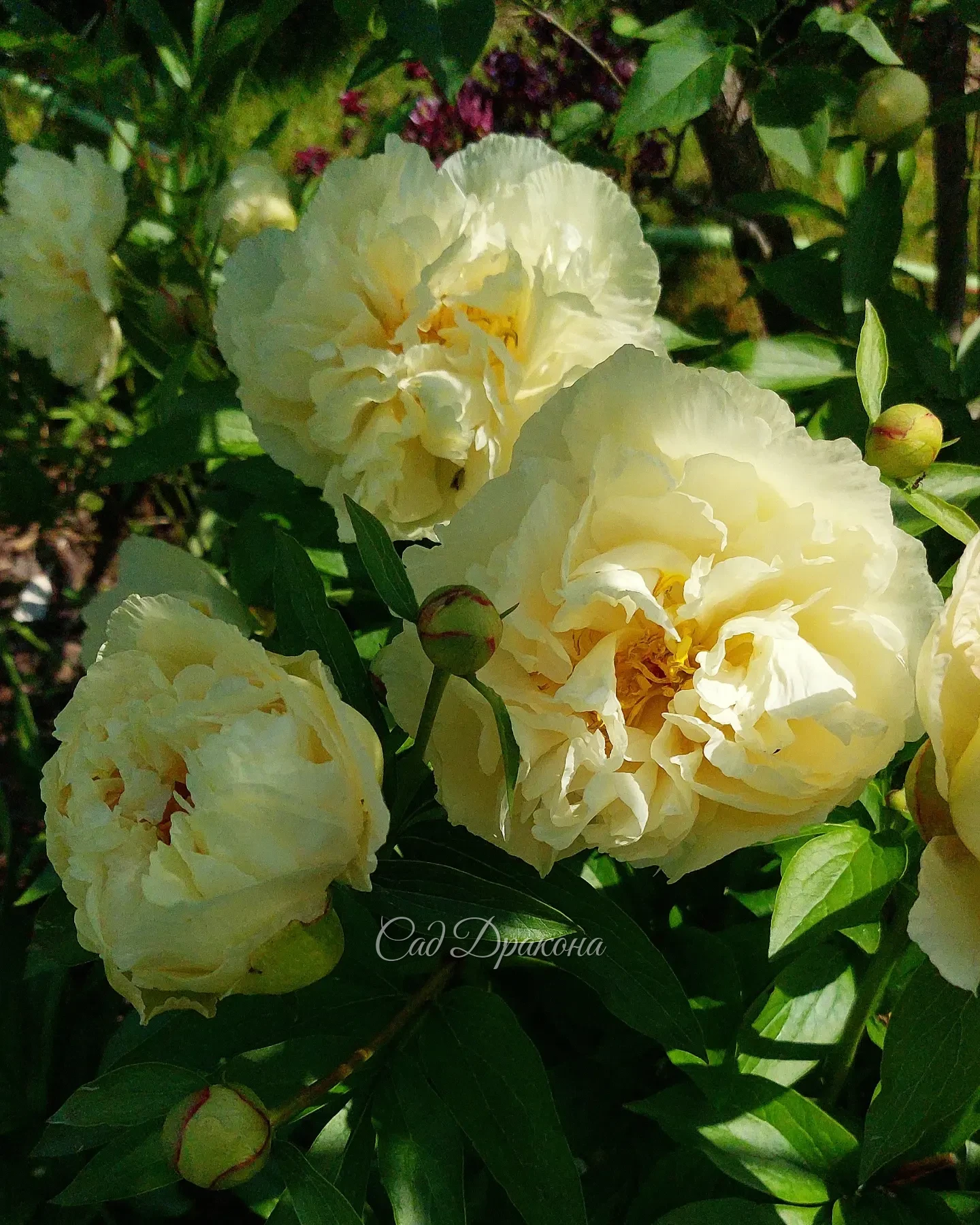 Sunny Girl 🌼 Чудесные, крупные махровые и полумахровые цветы с волнистыми лепестками задорно сочетаются на высоком кусте.