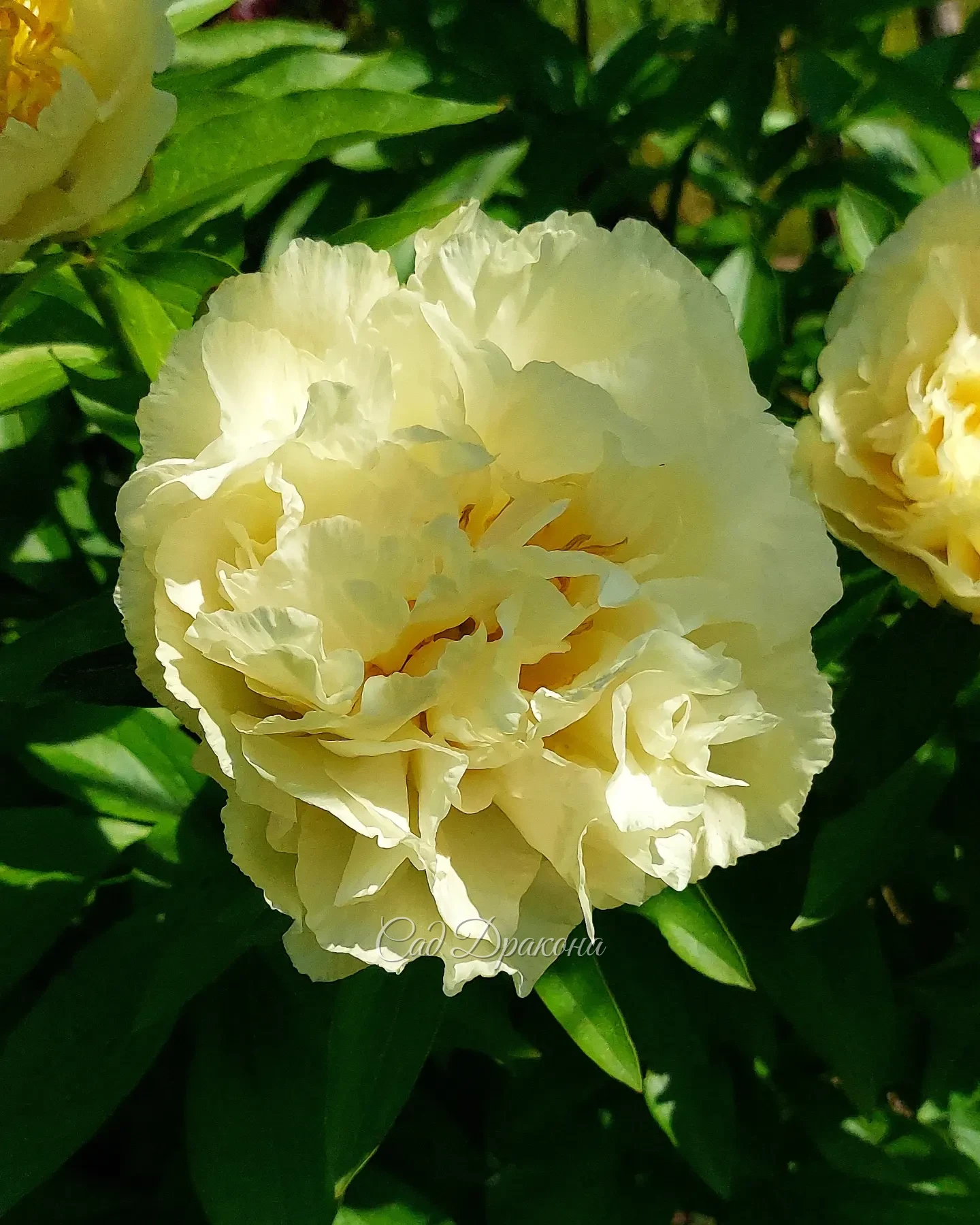 Sunny Girl 🌼 Чудесные, крупные махровые и полумахровые цветы с волнистыми лепестками задорно сочетаются на высоком кусте.