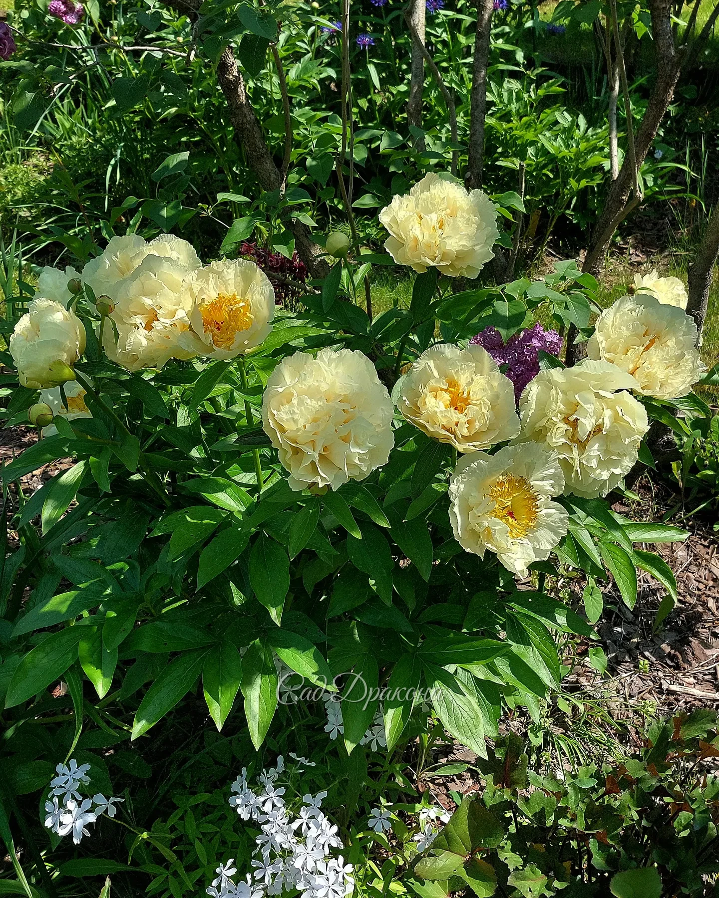 Sunny Girl 🌼 Чудесные, крупные махровые и полумахровые цветы с волнистыми лепестками задорно сочетаются на высоком кусте.