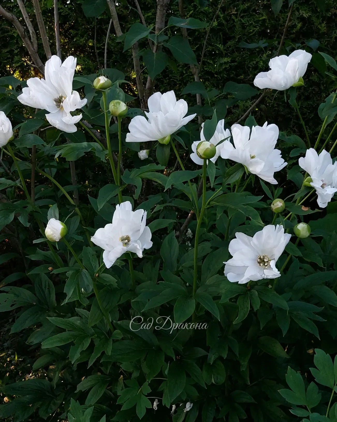 Загадочный, неповторимый, удивительный White Innocence. 🤍🌿