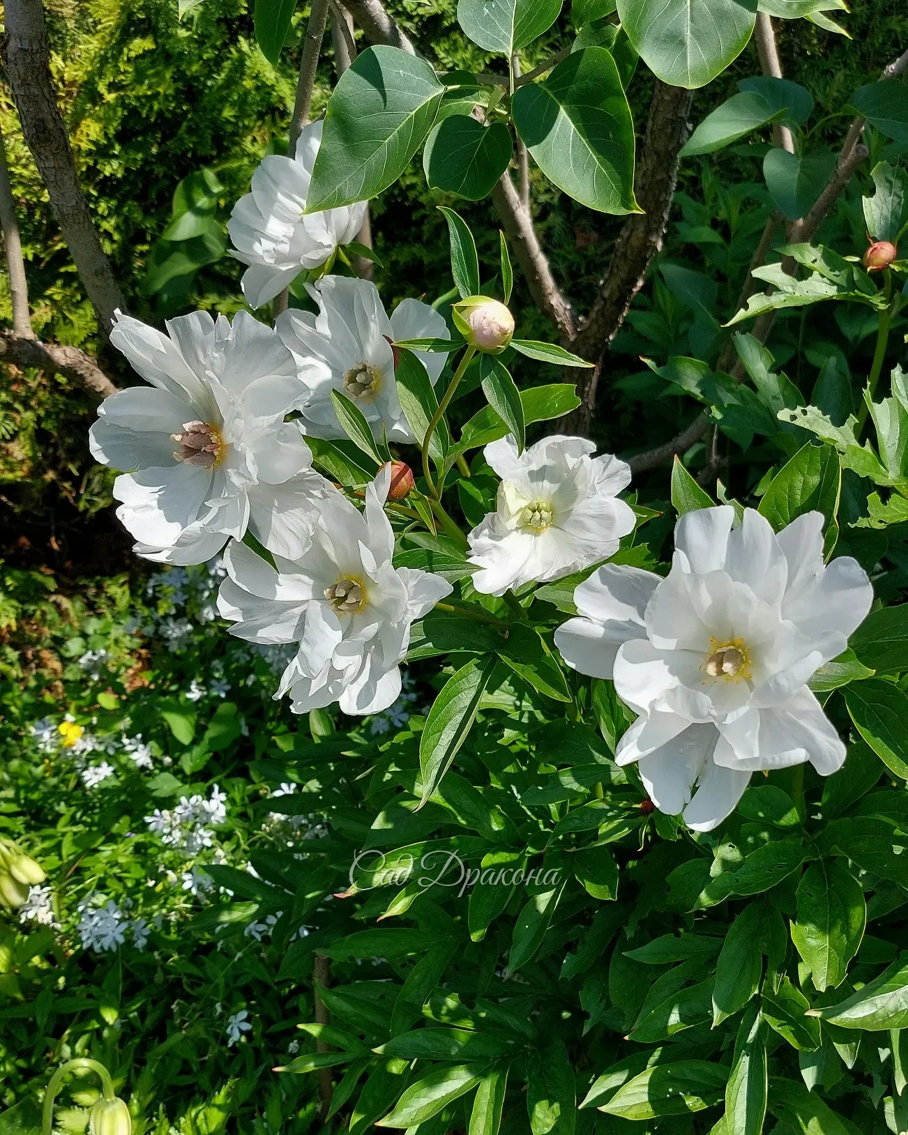 Загадочный, неповторимый, удивительный White Innocence. 🤍🌿
