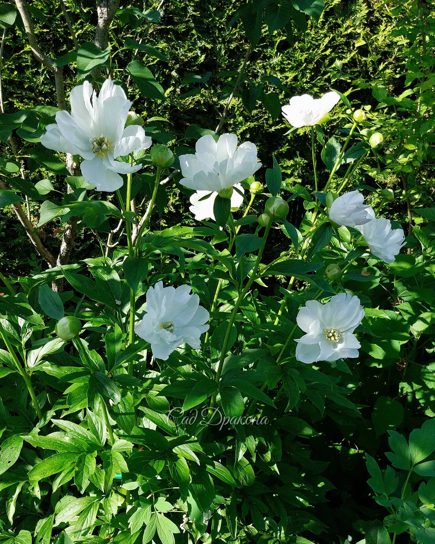 Загадочный, неповторимый, удивительный White Innocence. 🤍🌿