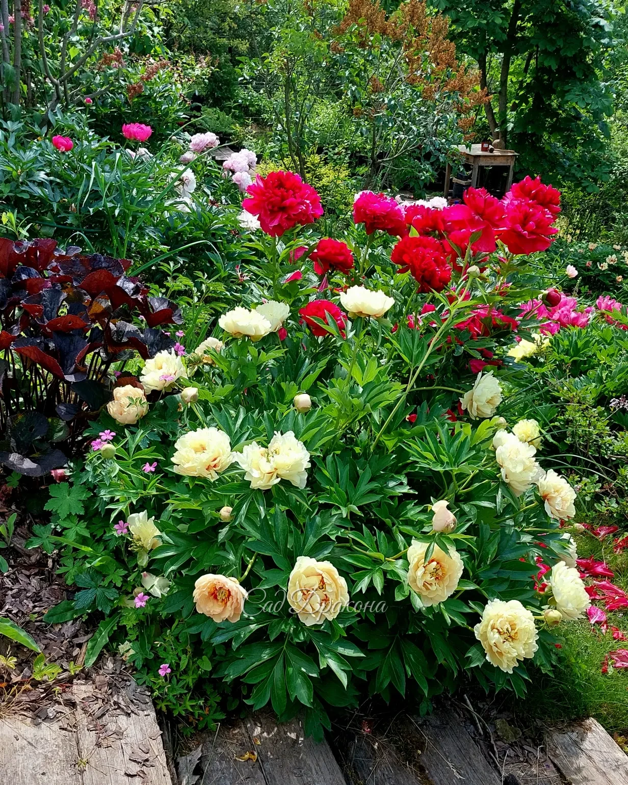 Сад цветёт и благоухает! 🌺🌼🌸 Приглашаем на экскурсии в ближайшие дни, чтобы полюбоваться цветением поздних сортов пионов 🌸