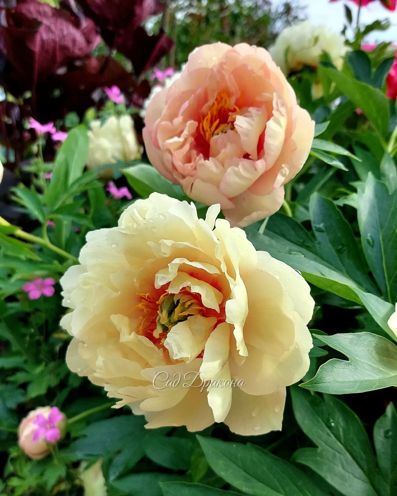 Сад цветёт и благоухает! 🌺🌼🌸 Приглашаем на экскурсии в ближайшие дни, чтобы полюбоваться цветением поздних сортов пионов 🌸