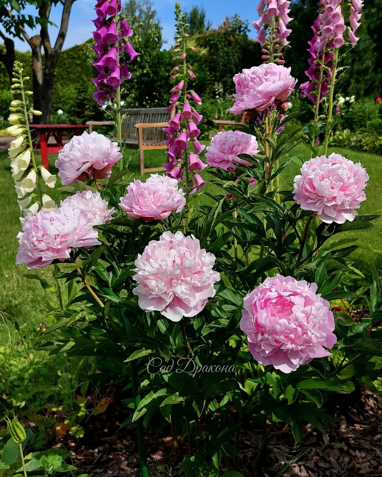 Сад цветёт и благоухает! 🌺🌼🌸 Приглашаем на экскурсии в ближайшие дни, чтобы полюбоваться цветением поздних сортов пионов 🌸
