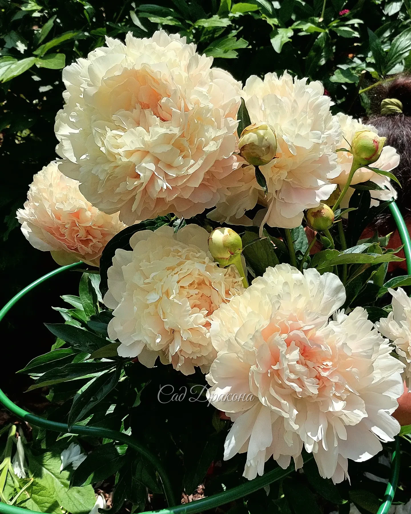 Сад цветёт и благоухает! 🌺🌼🌸 Приглашаем на экскурсии в ближайшие дни, чтобы полюбоваться цветением поздних сортов пионов 🌸