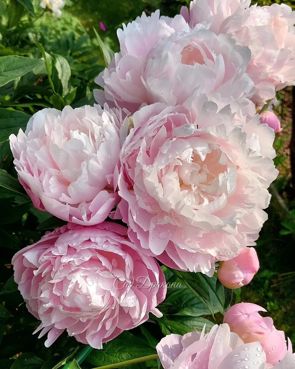 Сад цветёт и благоухает! 🌺🌼🌸 Приглашаем на экскурсии в ближайшие дни, чтобы полюбоваться цветением поздних сортов пионов 🌸