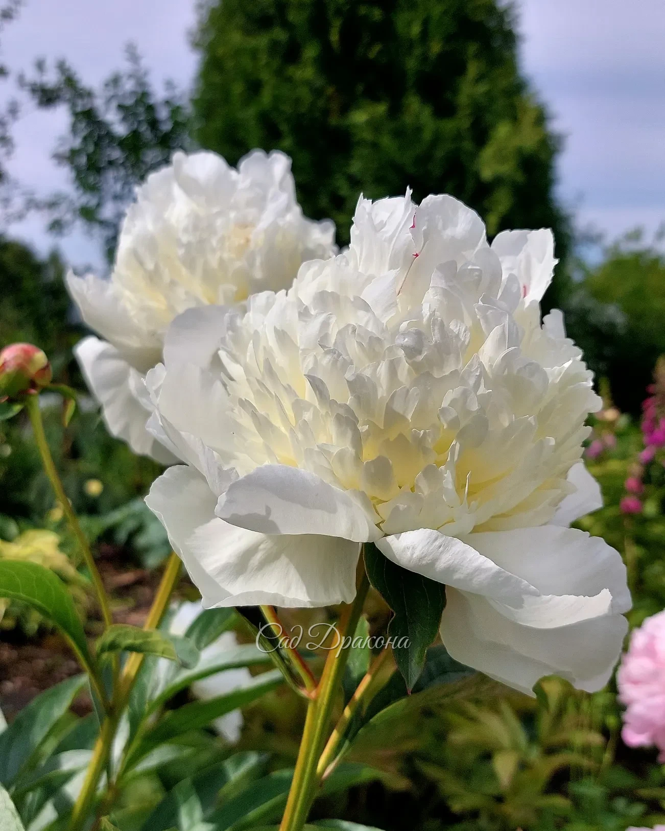 Сад цветёт и благоухает! 🌺🌼🌸 Приглашаем на экскурсии в ближайшие дни, чтобы полюбоваться цветением поздних сортов пионов 🌸