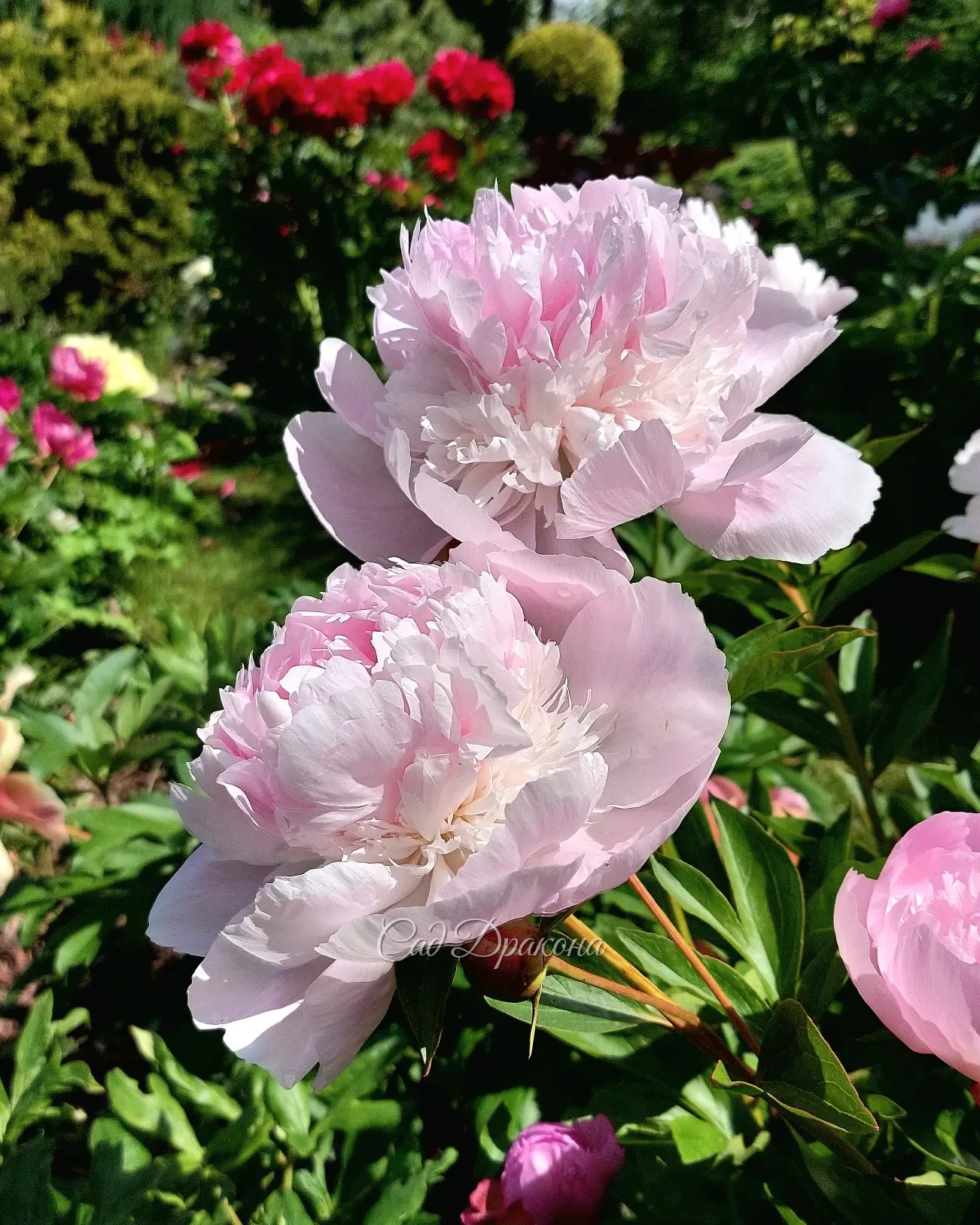 Сад цветёт и благоухает! 🌺🌼🌸 Приглашаем на экскурсии в ближайшие дни, чтобы полюбоваться цветением поздних сортов пионов 🌸