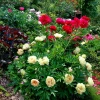 Сад цветёт и благоухает! 🌺🌼🌸 Приглашаем на экскурсии в ближайшие дни, чтобы полюбоваться цветением поздних сортов пионов 🌸