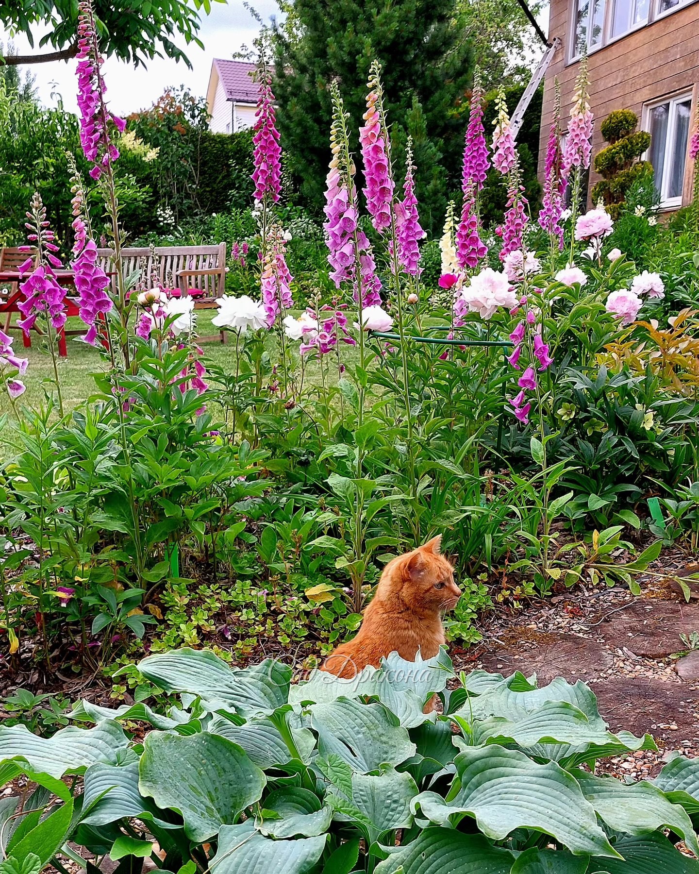 Наперстянки в этом году на диво - высокие и яркие 🌸 Они путешествуют по саду, иногда их меньше, иногда больше, но это лето явно "урожайное", их море! А начиналось всё с двух розовых, купленных на шоссе у "бабули" 😁 Как они умудрилась наплодить такие разны