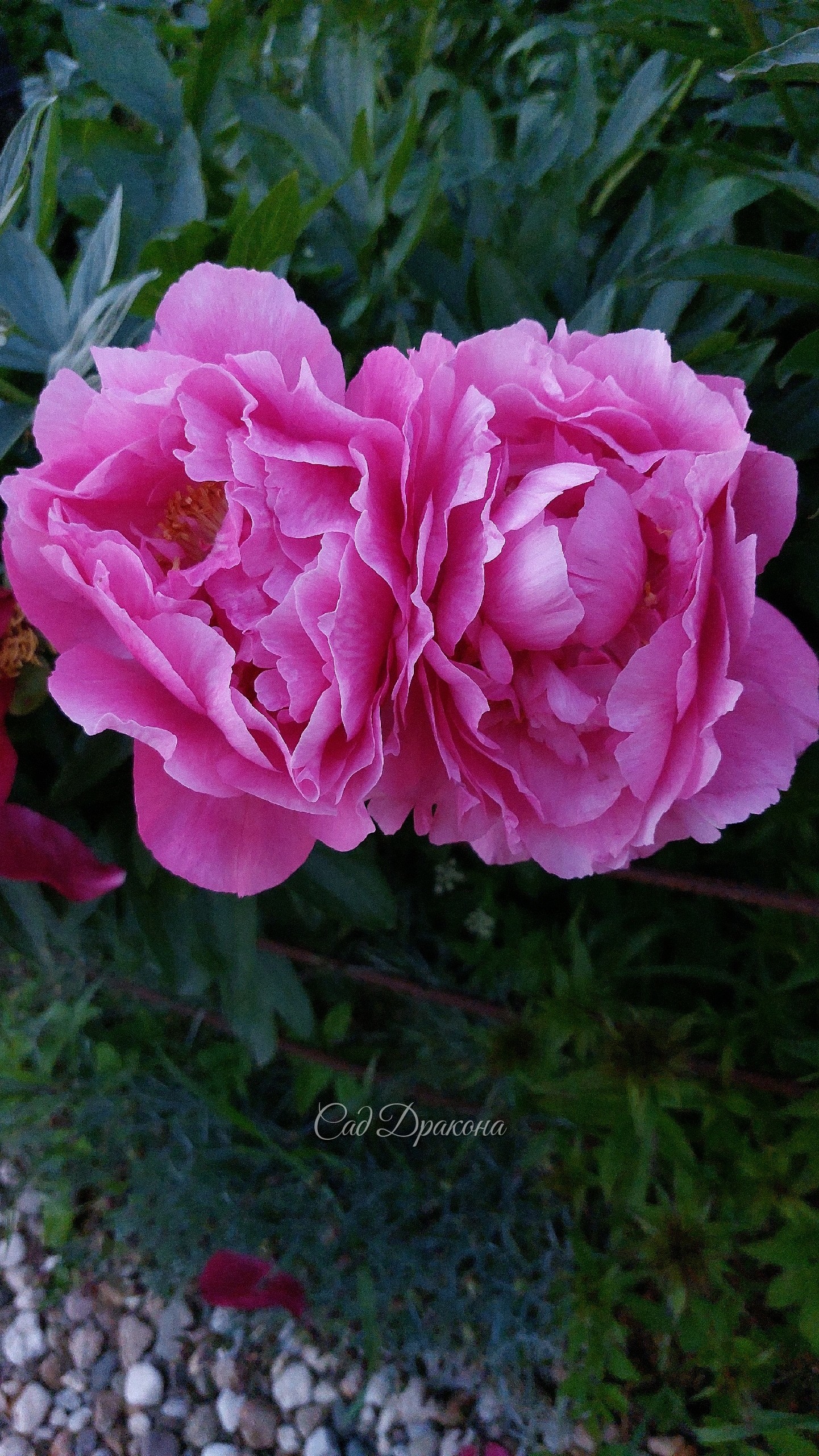 Hi Mabel 🌸 Делим осенью 🌸 Фото на вечернем солнце - у нас, а с фонариком - у подруги - соседки по деревне. Когда делили в прошлый раз, дали ей отросточек, и вот какой у неё на почётном месте вырос красавец! Горжусь, как ребёнком) 🩷 И фонарики мы выбирали)
