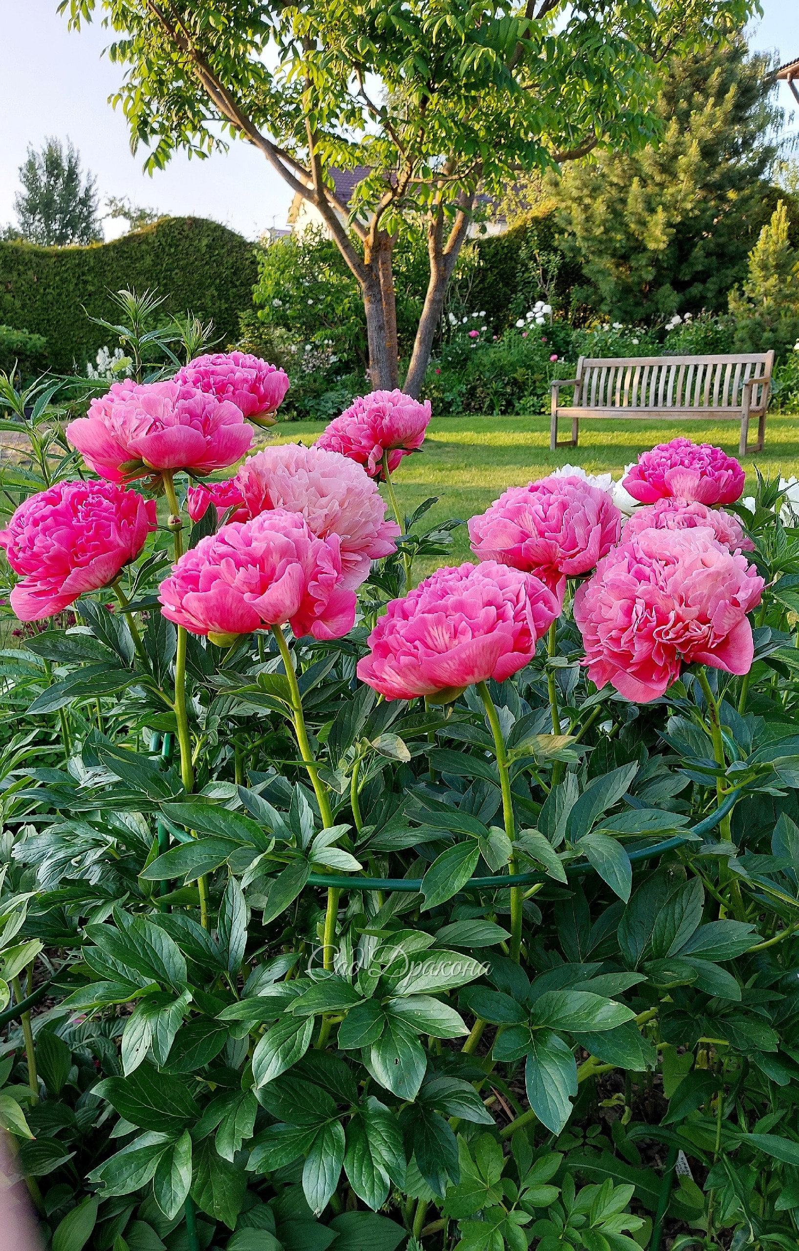 Виды сада с пионом Glowing Raspberry Rose, в начале цветения и сейчас. Очень внушительный сорт! Цветок с голову ребёнка, и перелив цвета чудесный 🌺🩷