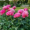 Виды сада с пионом Glowing Raspberry Rose, в начале цветения и сейчас. Очень внушительный сорт! Цветок с голову ребёнка, и перелив цвета чудесный 🌺🩷