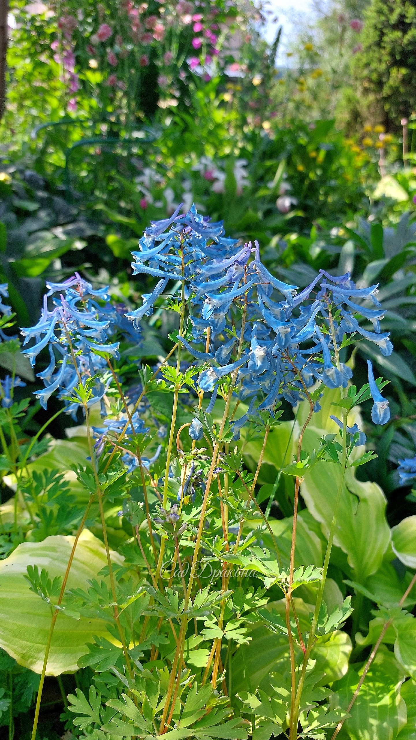 Цветёт корневищная хохлатка Craigton Blue 🩵