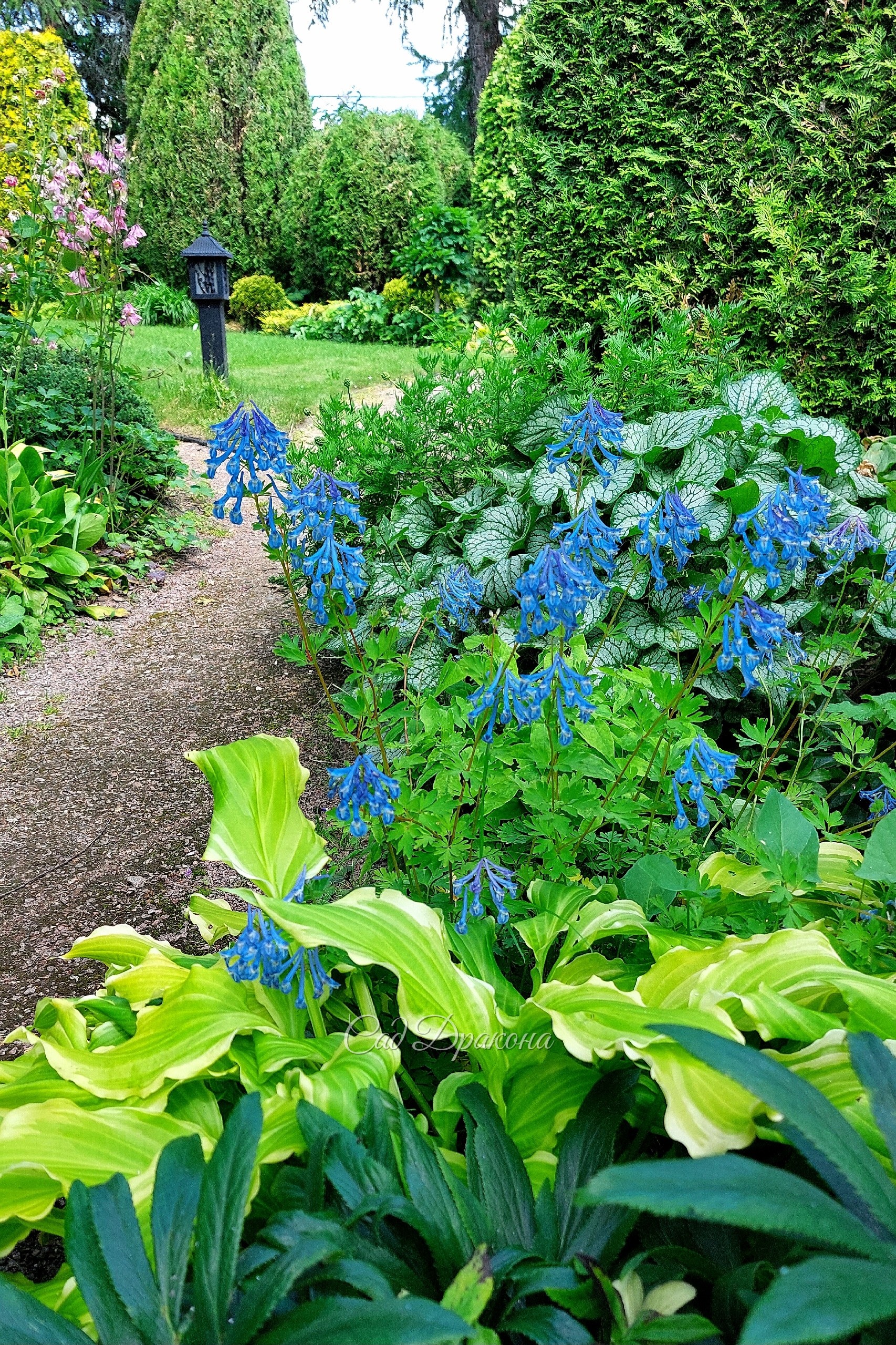 Цветёт корневищная хохлатка Craigton Blue 🩵