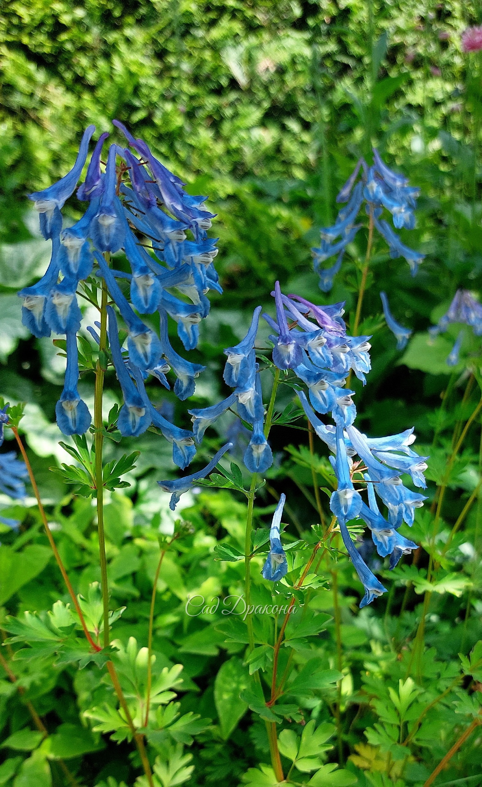 Цветёт корневищная хохлатка Craigton Blue 🩵