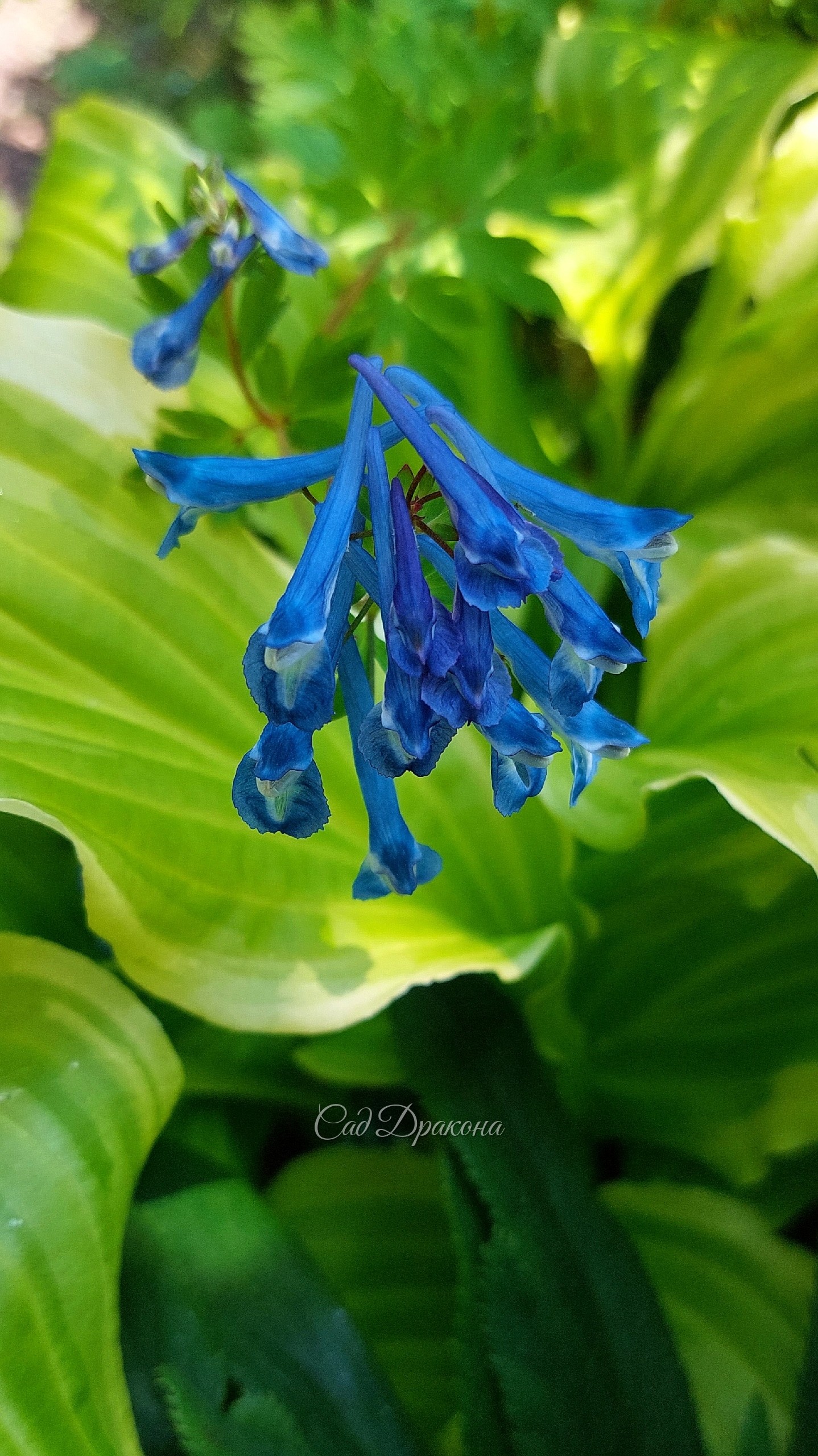 Цветёт корневищная хохлатка Craigton Blue 🩵