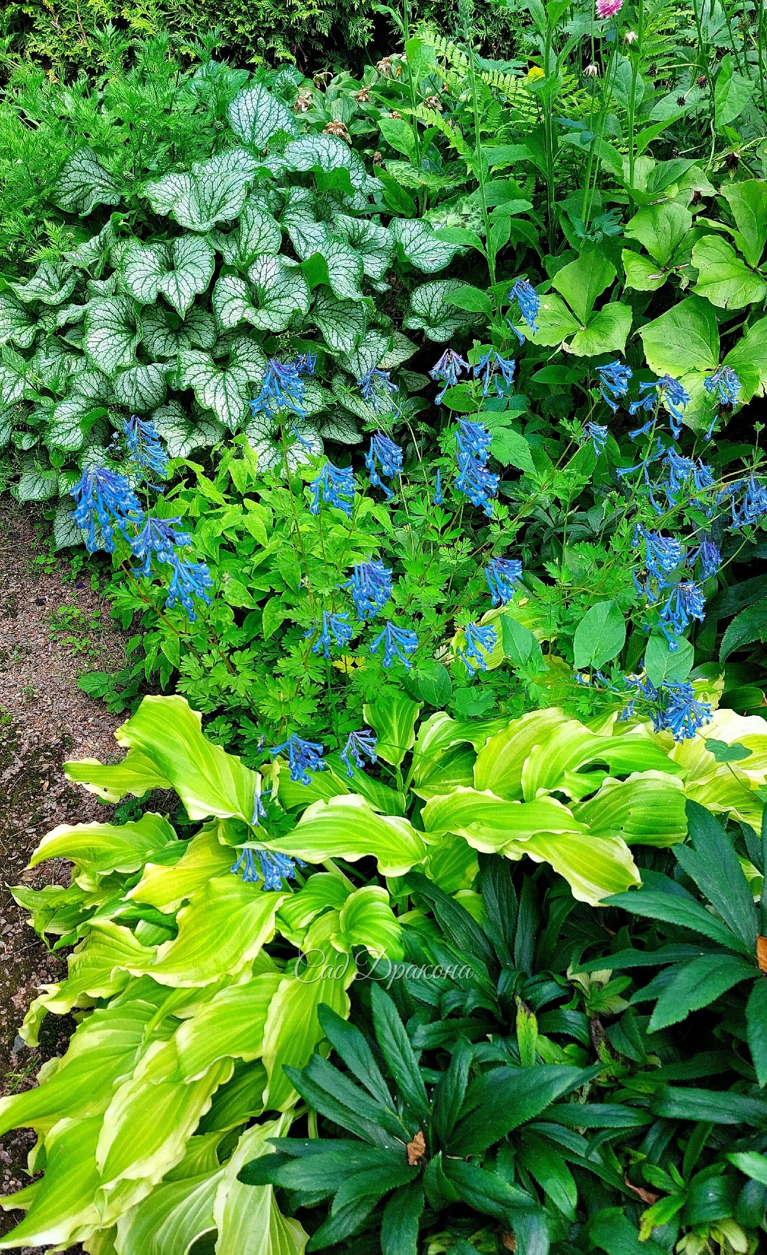 Цветёт корневищная хохлатка Craigton Blue 🩵
