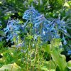 Цветёт корневищная хохлатка Craigton Blue 🩵