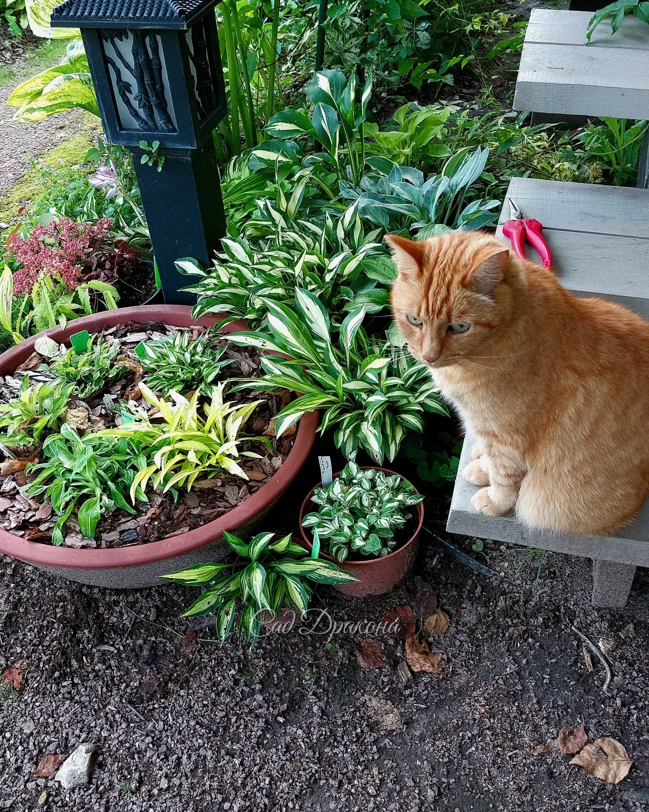 Персик, хосты-малышки и наша обновлённая лестница.😺☘️❤️