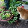 Персик, хосты-малышки и наша обновлённая лестница.😺☘️❤️