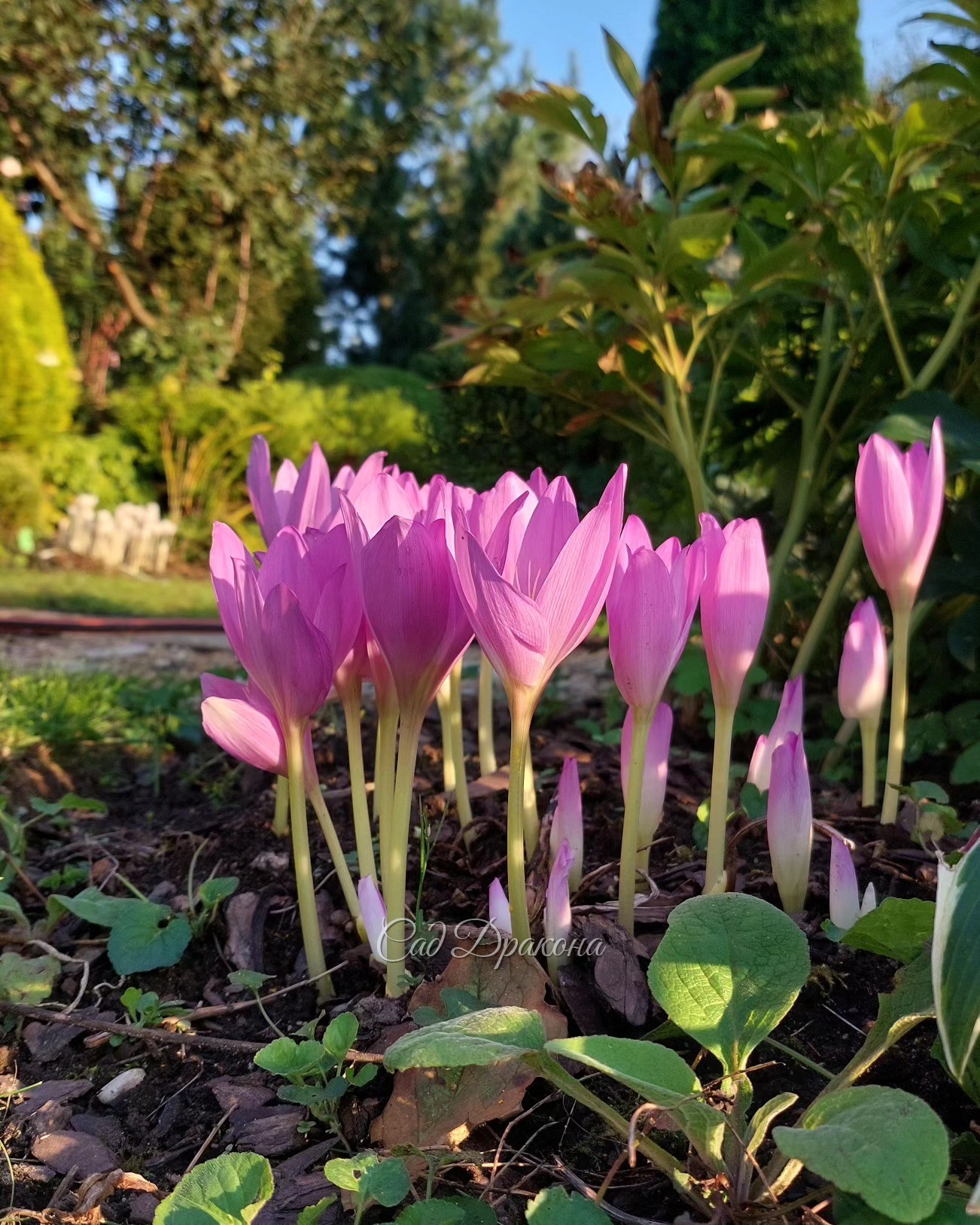 И снова здравствуй, бабье лето! 🌸 Сентябрь изумительный, столько тепла и солнца, мы до сих пор купаемся! 🏊‍♀️ Немножко напугал один холодный день, но сегодня опять красота ☺️☀️🌿🌸☘️