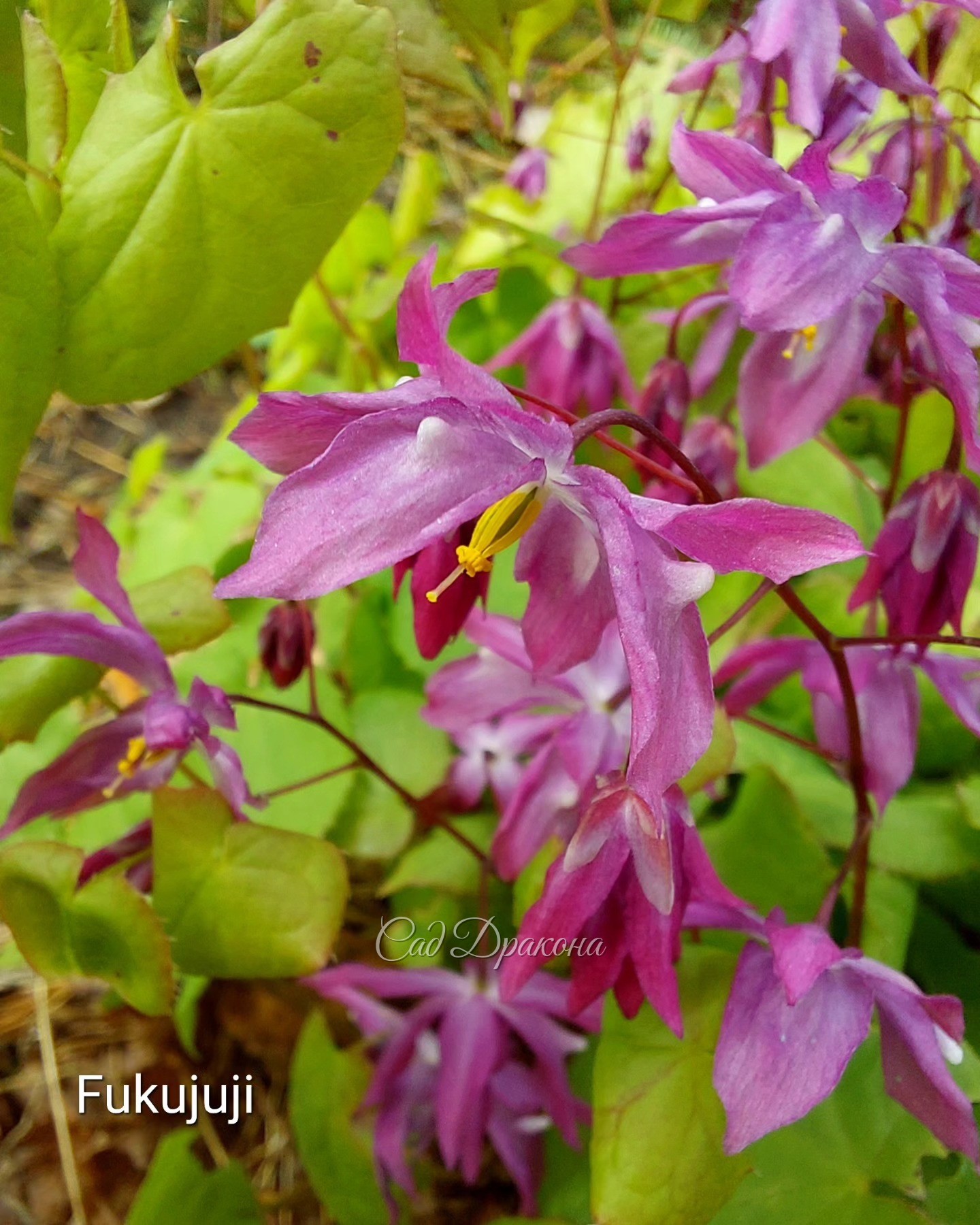 Остался только сорт Fukujuji ( фото 3 ) 🌸 Традиционно осенью было несколько сортов горянок на продажу 🌸 Делёнки крупные и их немного. Кто покупал, знает, что они цветут в первый же год и хорошо разрастаются 🌸🌿🌸🌿🌸