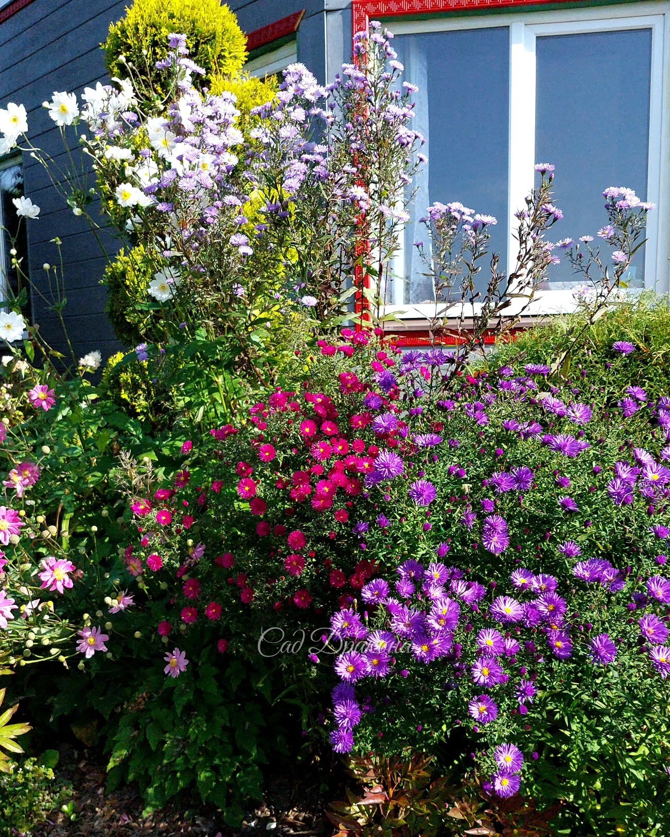 Так тепло и солнечно, что лучшего и пожелать нельзя 🥰☀️🌸 Особенно хорошо для астр - они все в цвету! 🌸🌸🌸