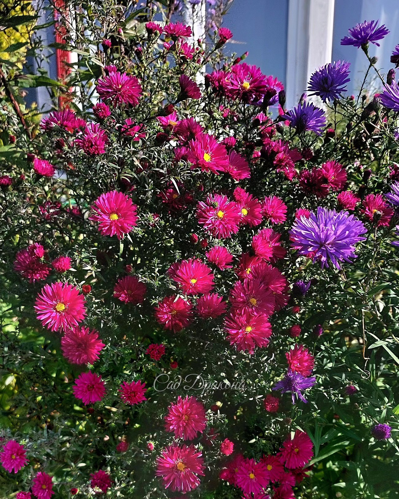 Так тепло и солнечно, что лучшего и пожелать нельзя 🥰☀️🌸 Особенно хорошо для астр - они все в цвету! 🌸🌸🌸