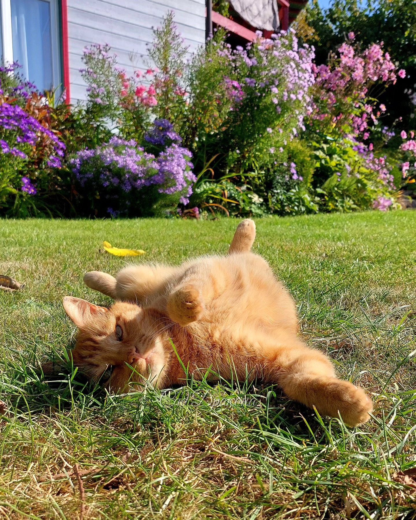 Так тепло и солнечно, что лучшего и пожелать нельзя 🥰☀️🌸 Особенно хорошо для астр - они все в цвету! 🌸🌸🌸