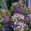 Так тепло и солнечно, что лучшего и пожелать нельзя 🥰☀️🌸 Особенно хорошо для астр - они все в цвету! 🌸🌸🌸