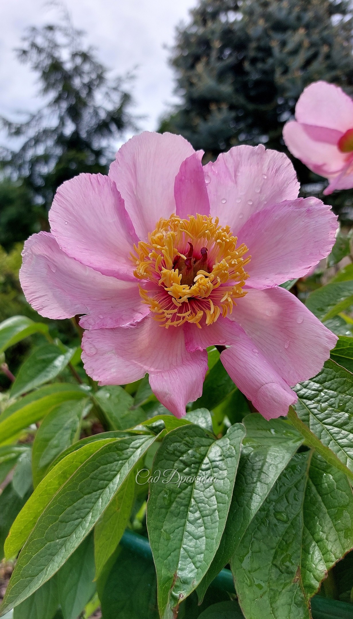 Два очень ранних пиона в остатках 🌸