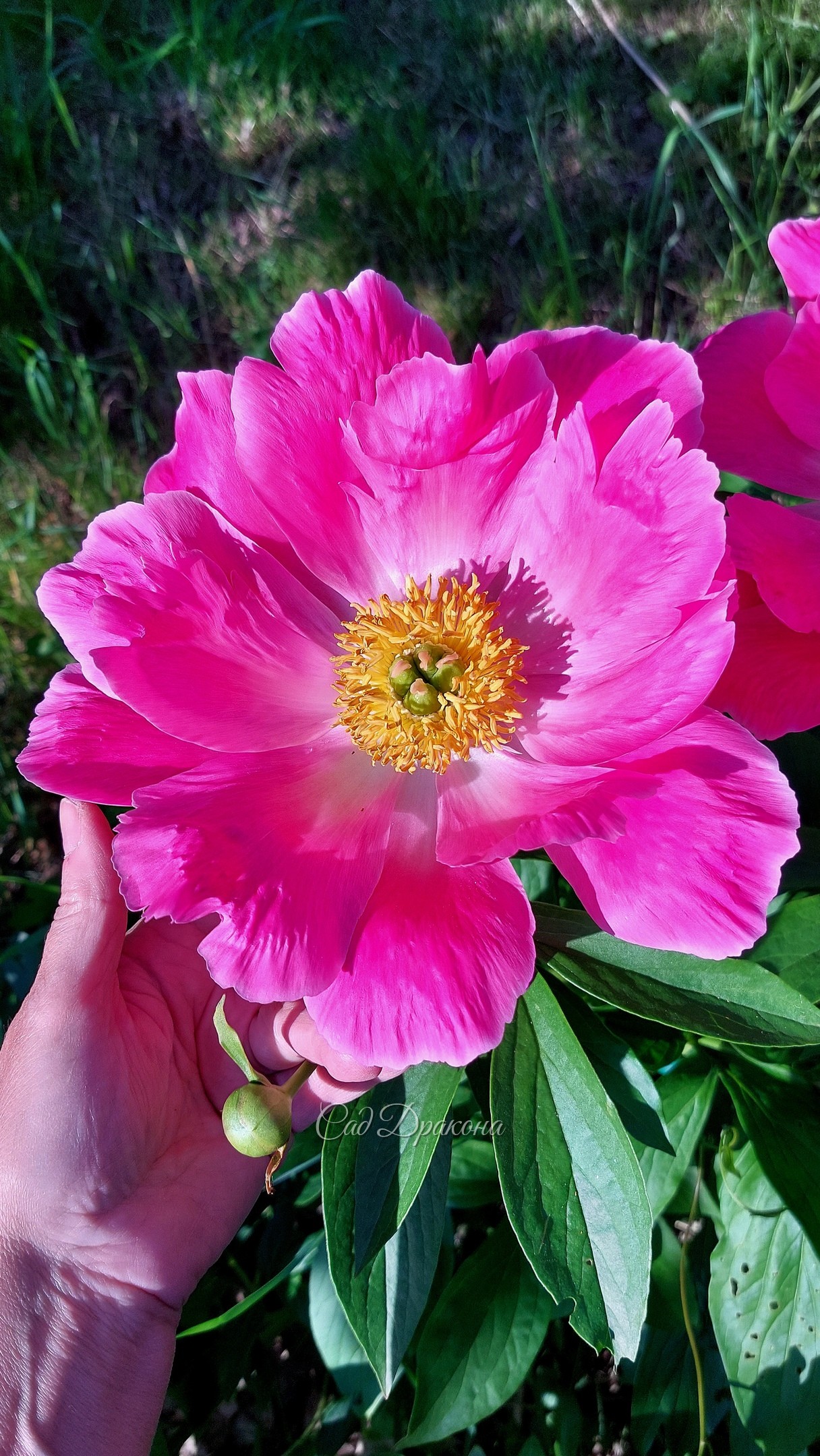 Два очень ранних пиона в остатках 🌸