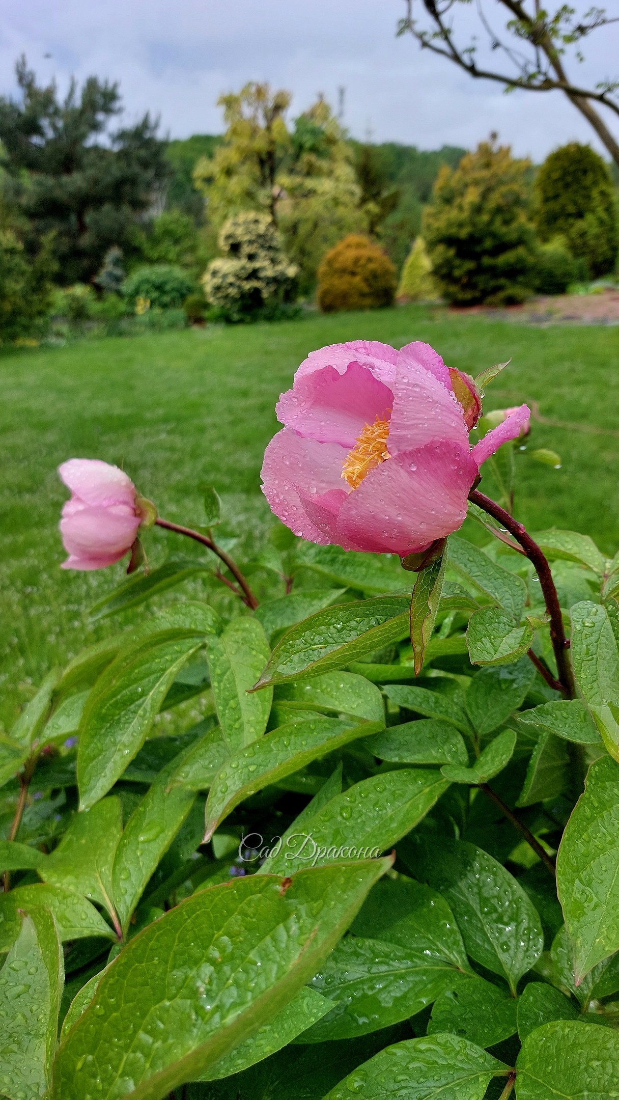 Два очень ранних пиона в остатках 🌸