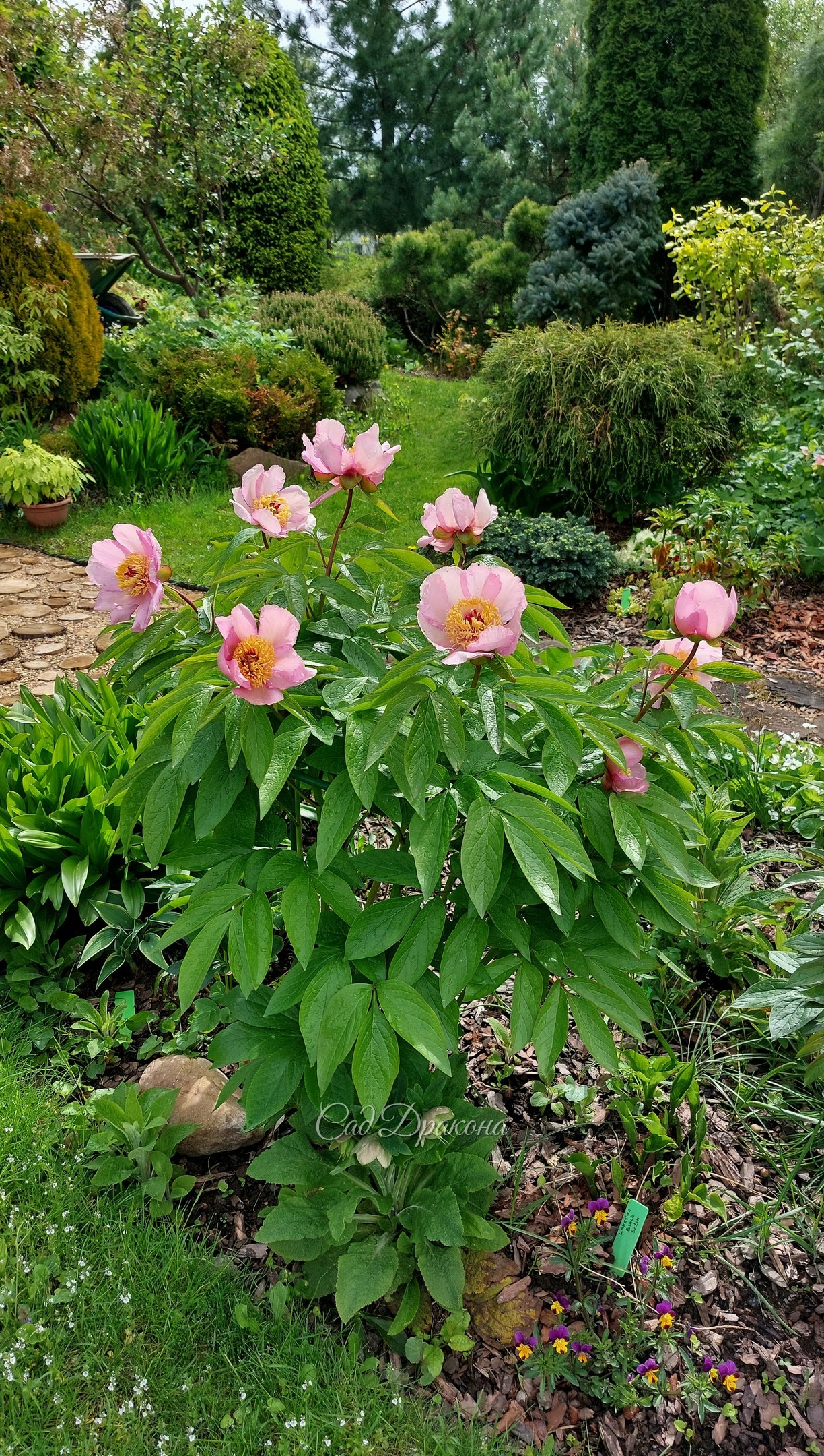 Два очень ранних пиона в остатках 🌸