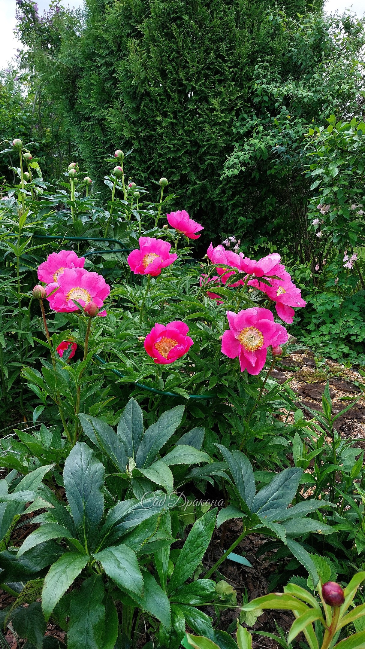 Два очень ранних пиона в остатках 🌸