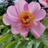 Два очень ранних пиона в остатках 🌸