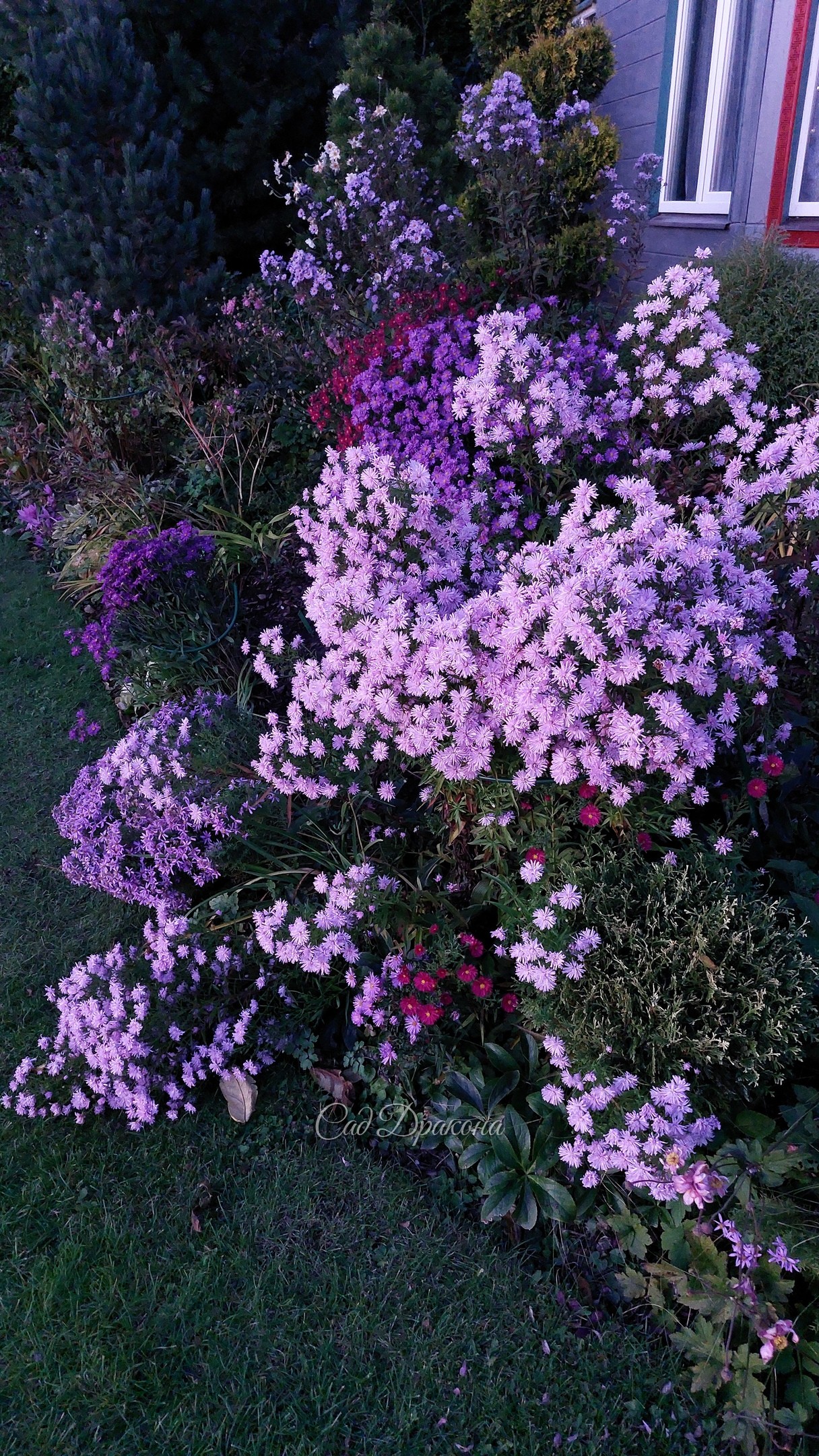 Солнце село, но отсветы неба ещё ложатся на астры 🌸✨️🩷