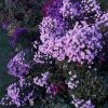 Солнце село, но отсветы неба ещё ложатся на астры 🌸✨️🩷