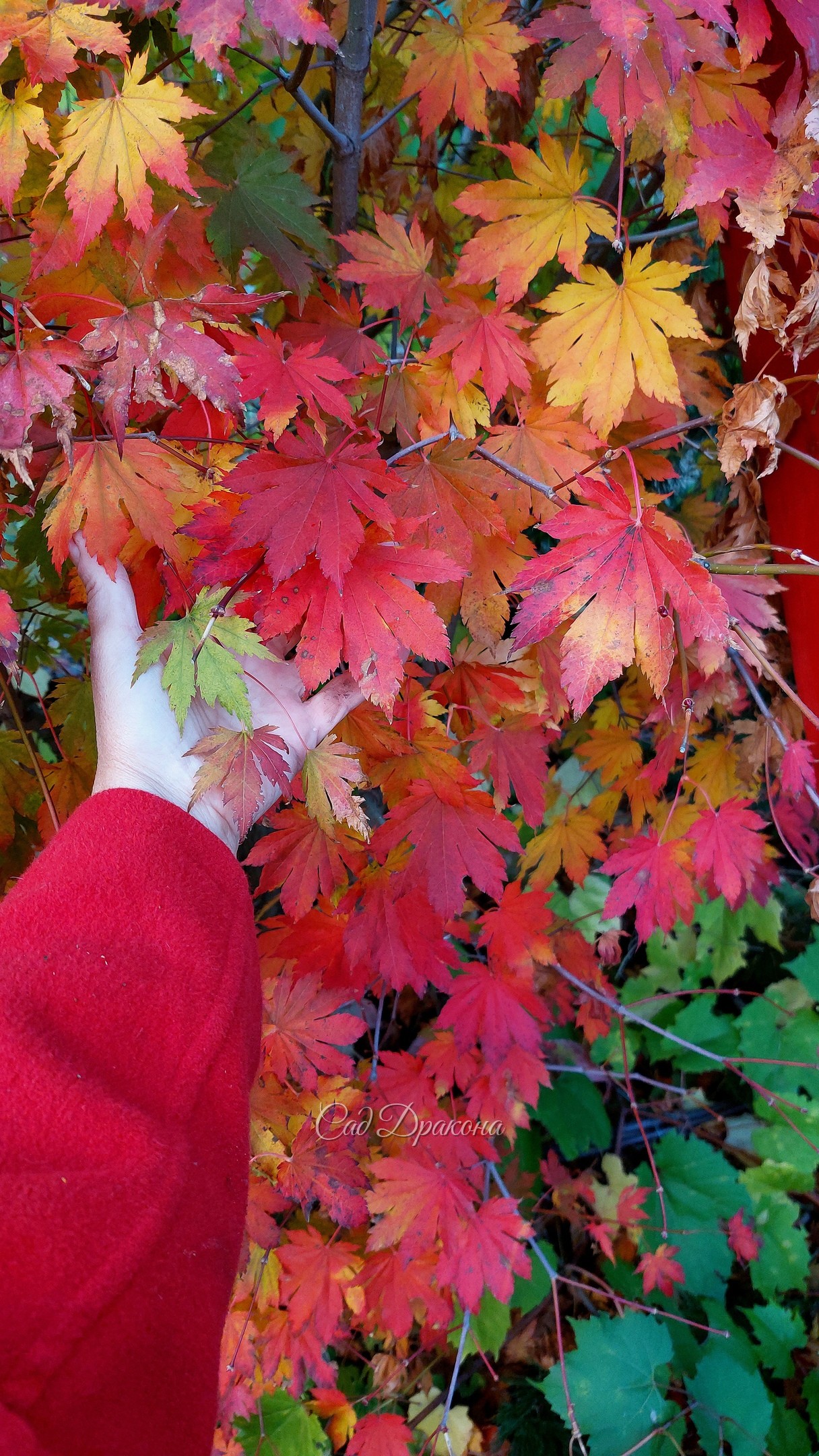 Клён ложнозибольдов и виноград амурский - парочка с Дальнего Востока 🍁☘️ Во входной зоне у восточного фасада постепенно возник Дальневосточный сад 🌳 Здесь растут ещё гингко, аралия манчжурская, диморфант - защищены домом от ветра.