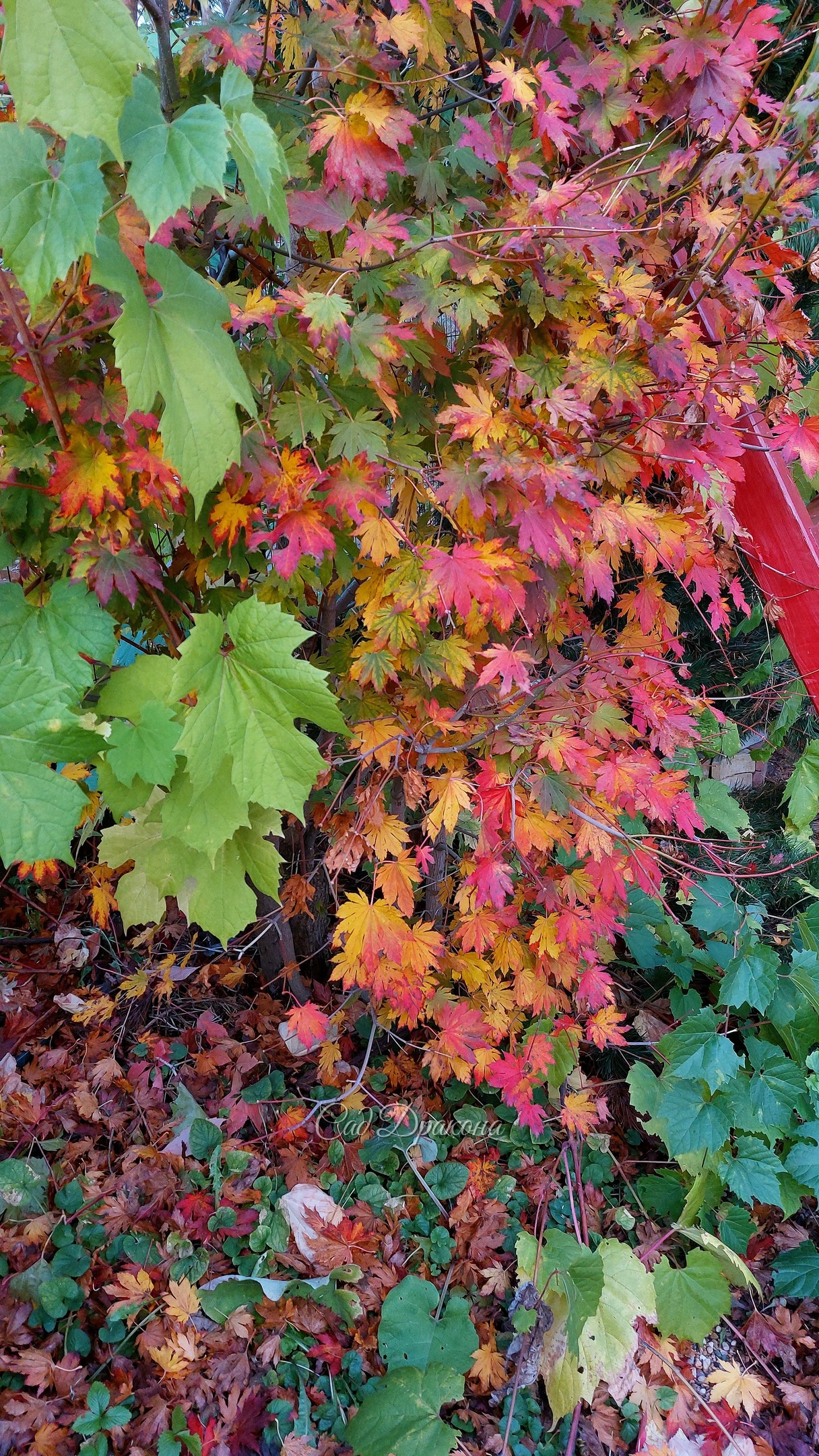 Клён ложнозибольдов и виноград амурский - парочка с Дальнего Востока 🍁☘️ Во входной зоне у восточного фасада постепенно возник Дальневосточный сад 🌳 Здесь растут ещё гингко, аралия манчжурская, диморфант - защищены домом от ветра.