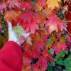 Клён ложнозибольдов и виноград амурский - парочка с Дальнего Востока 🍁☘️ Во входной зоне у восточного фасада постепенно возник Дальневосточный сад 🌳 Здесь растут ещё гингко, аралия манчжурская, диморфант - защищены домом от ветра.