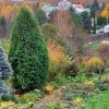 Дали пожелтели 🍂🍂🍂