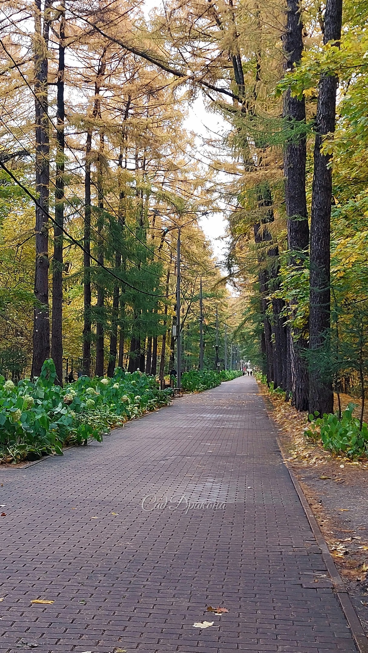 Просеки и поляны Сокольников в минувшие выходные 🍁🍂🌾