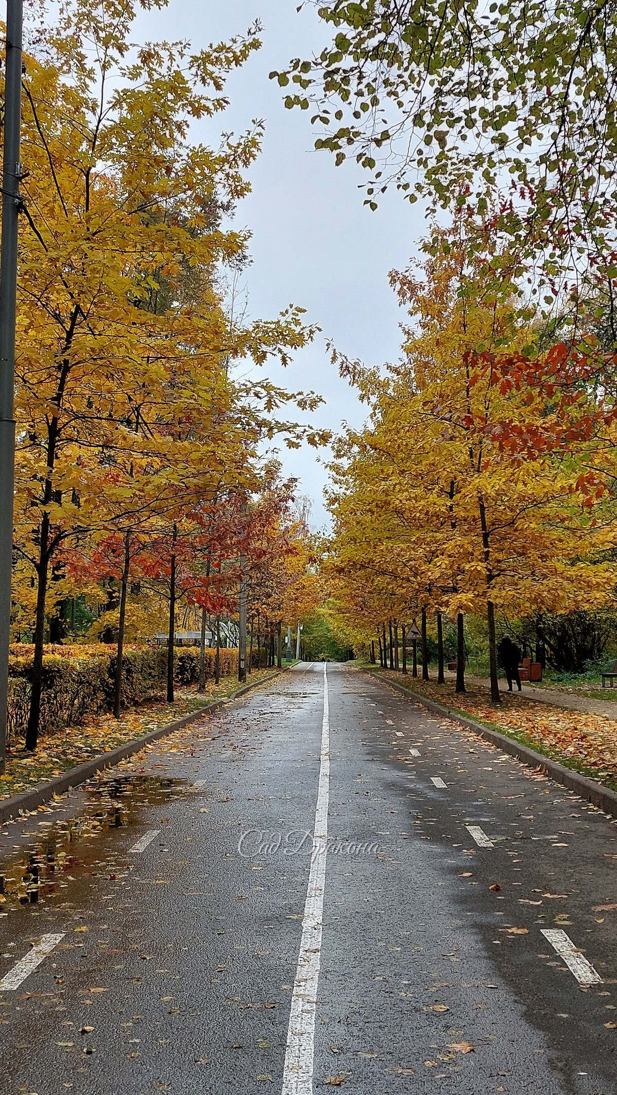 Просеки и поляны Сокольников в минувшие выходные 🍁🍂🌾