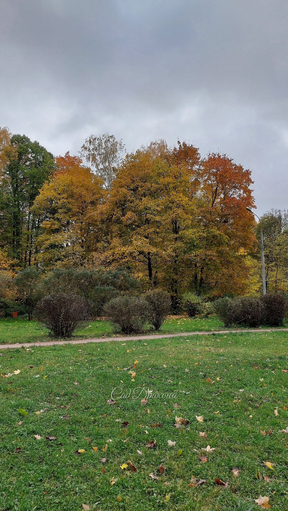 Просеки и поляны Сокольников в минувшие выходные 🍁🍂🌾