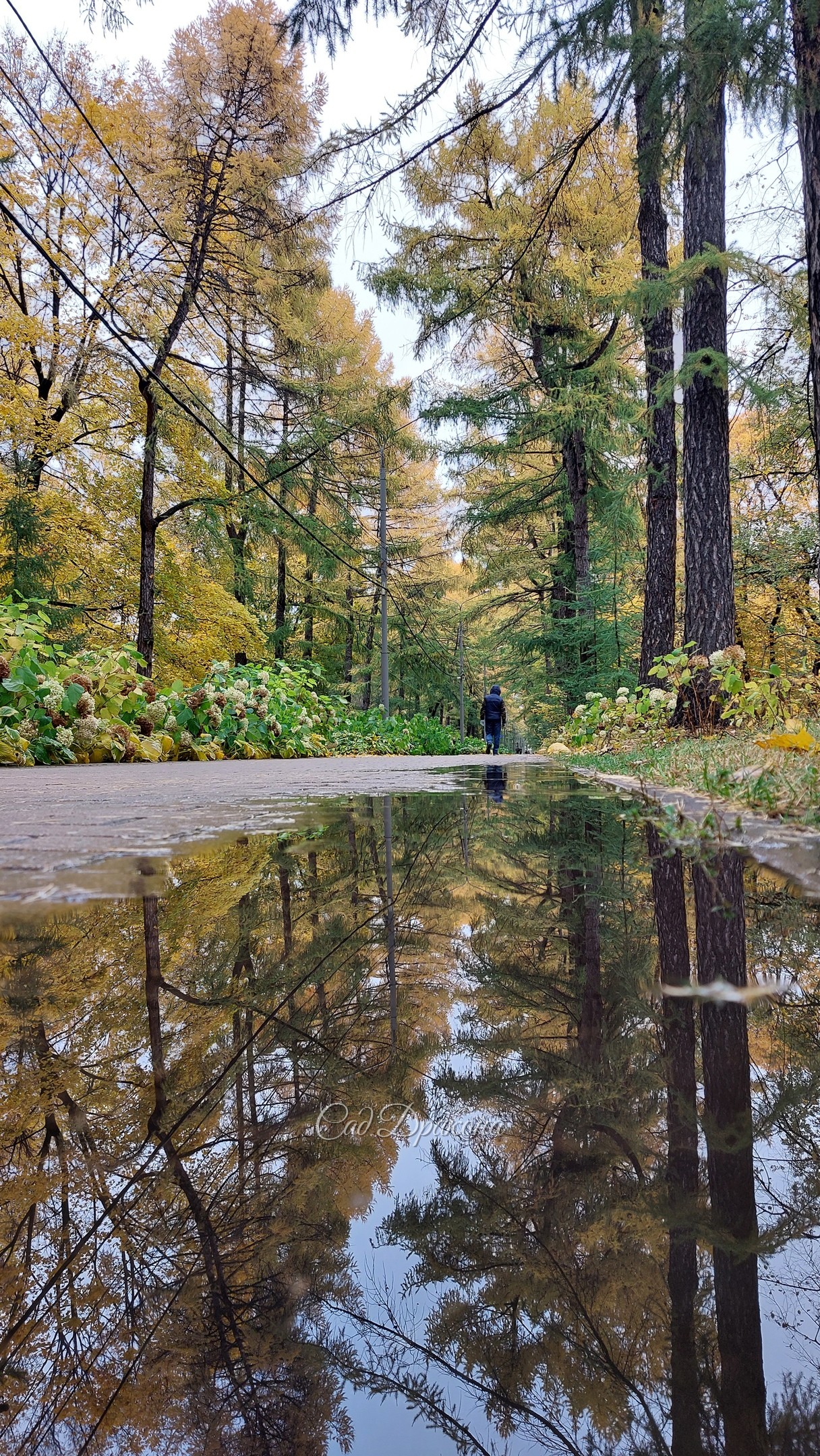 Просеки и поляны Сокольников в минувшие выходные 🍁🍂🌾