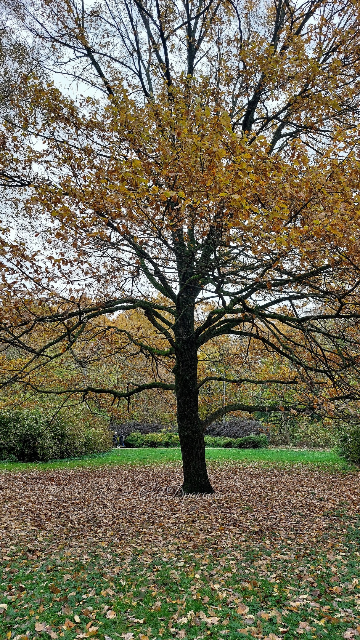 Просеки и поляны Сокольников в минувшие выходные 🍁🍂🌾