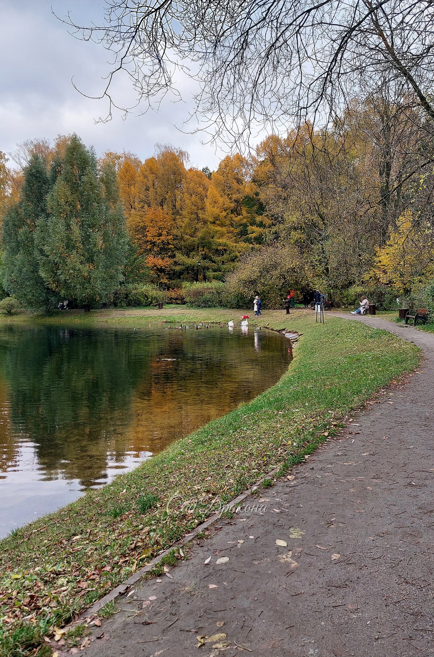 Осенние Сокольники (продолжение). Мы увидели два пруда - Собачий (в котором не купались люди, а только владельцы собак приводили своих питомцев), он скромнее размерами. И Золотой - большой, чистый, трава спускается к самой воде, и эта естественность очень